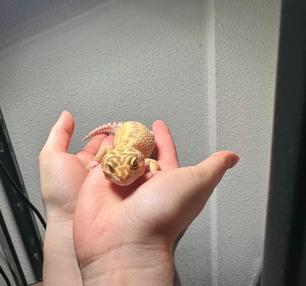 Luipaardgekko vrouw Leopard Gecko - female for sale from OL