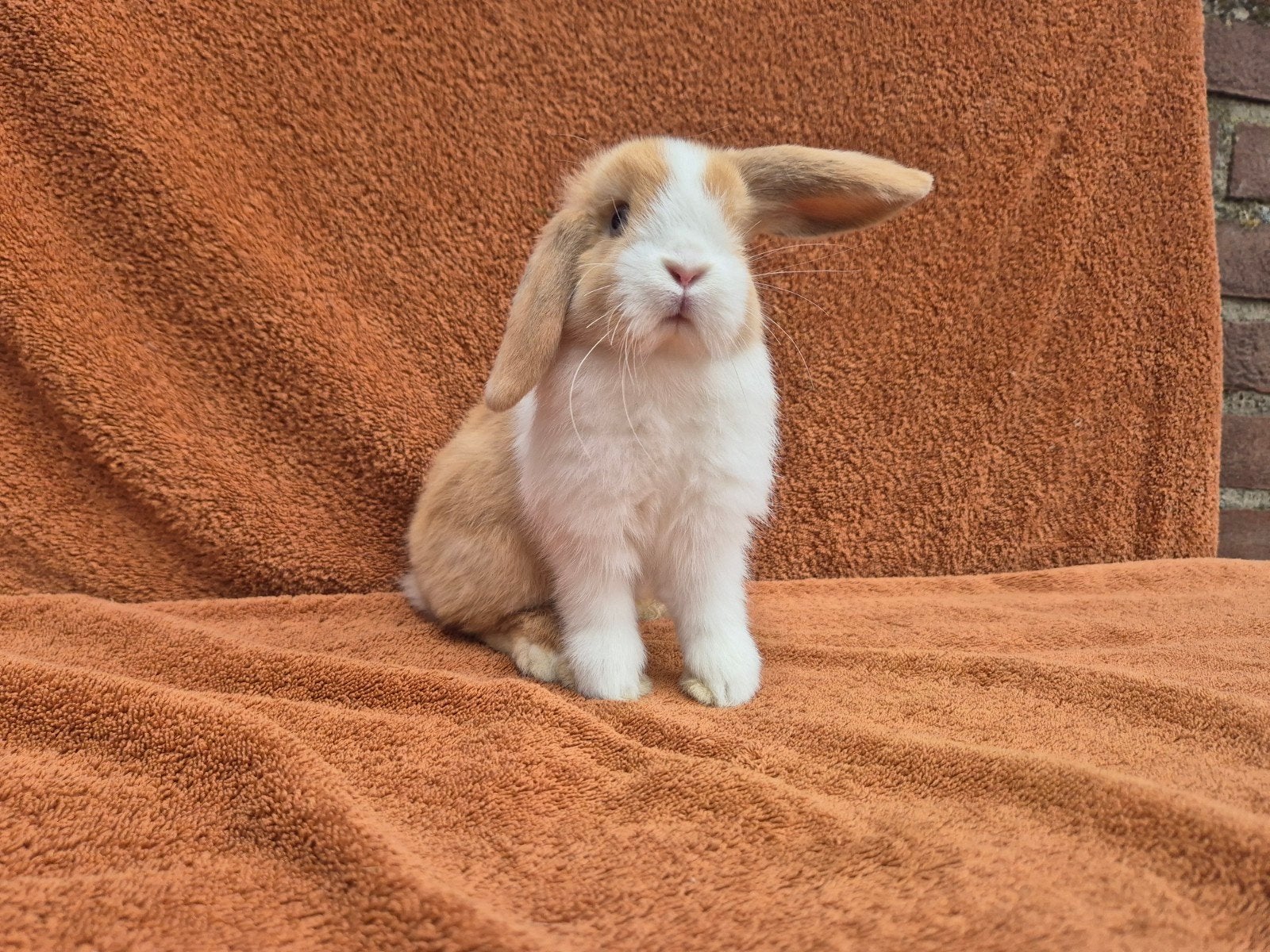 Lieve NHD konijntjes hangoordwerg van fokker gecastreerd, Dieren en Toebehoren, Konijnen, Meerdere dieren, Dwerg, Hangoor, 0 tot 2 jaar