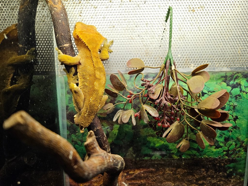 Correlophus ciliatus Wimpergekko's Crested Gecko photo 15