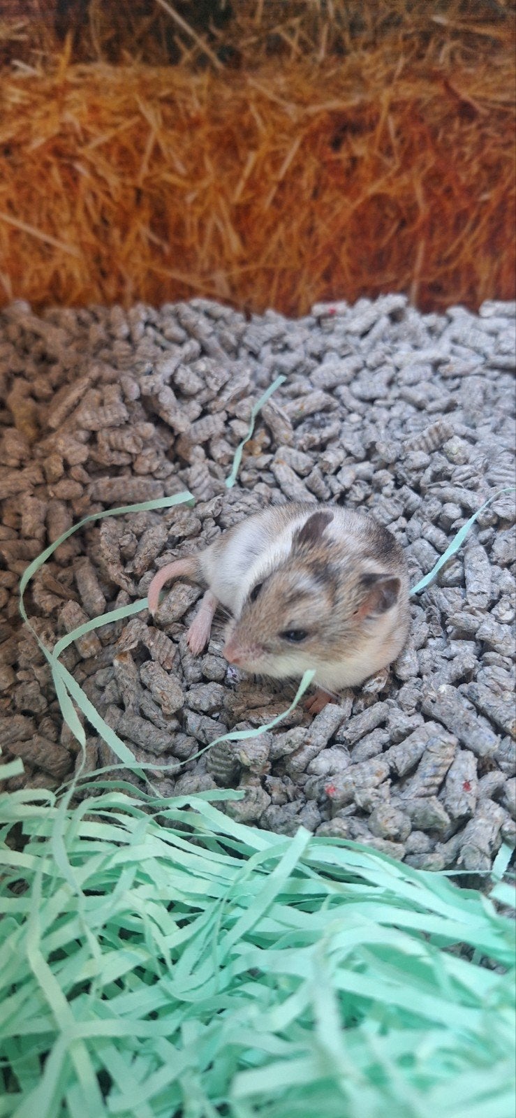 Lieve Chinese hamster vrouw, Dieren en Toebehoren, Knaagdieren, Hamster, Juni, Vrouwelijk, Tam