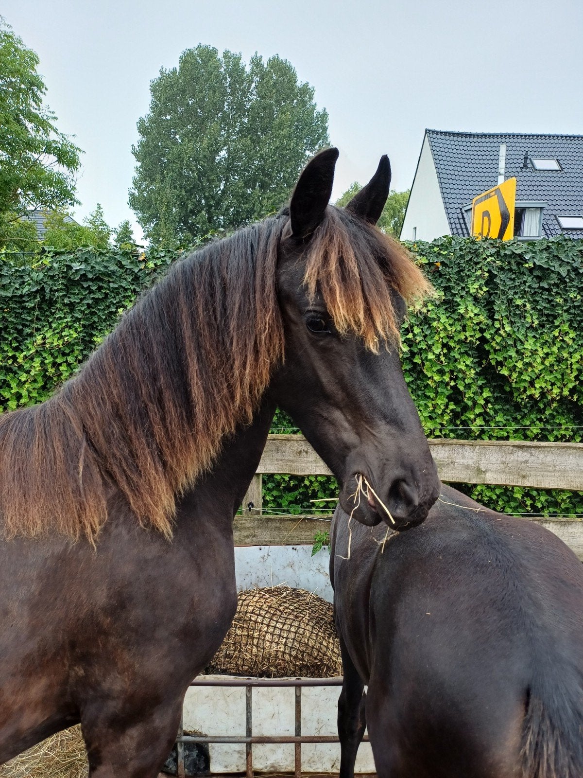 JAARLING FRIESE MERRIE, Dieren en Toebehoren, Merrie, Minder dan 160 cm, Met stamboom, 0 tot 2 jaar