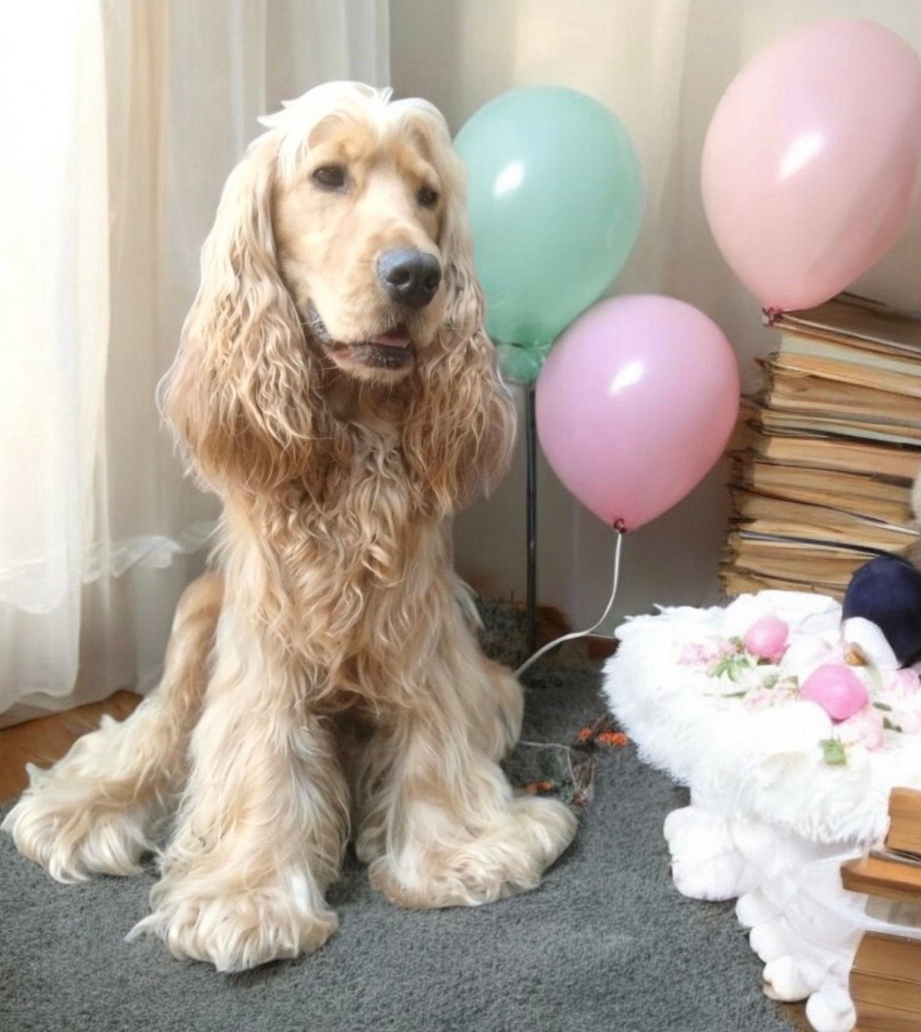 Zeer ervaren engelse cocker spaniël dekreu staat ter dekking, Dieren en Toebehoren, Parvo, Reu, Eén hond, 3 tot 5 jaar