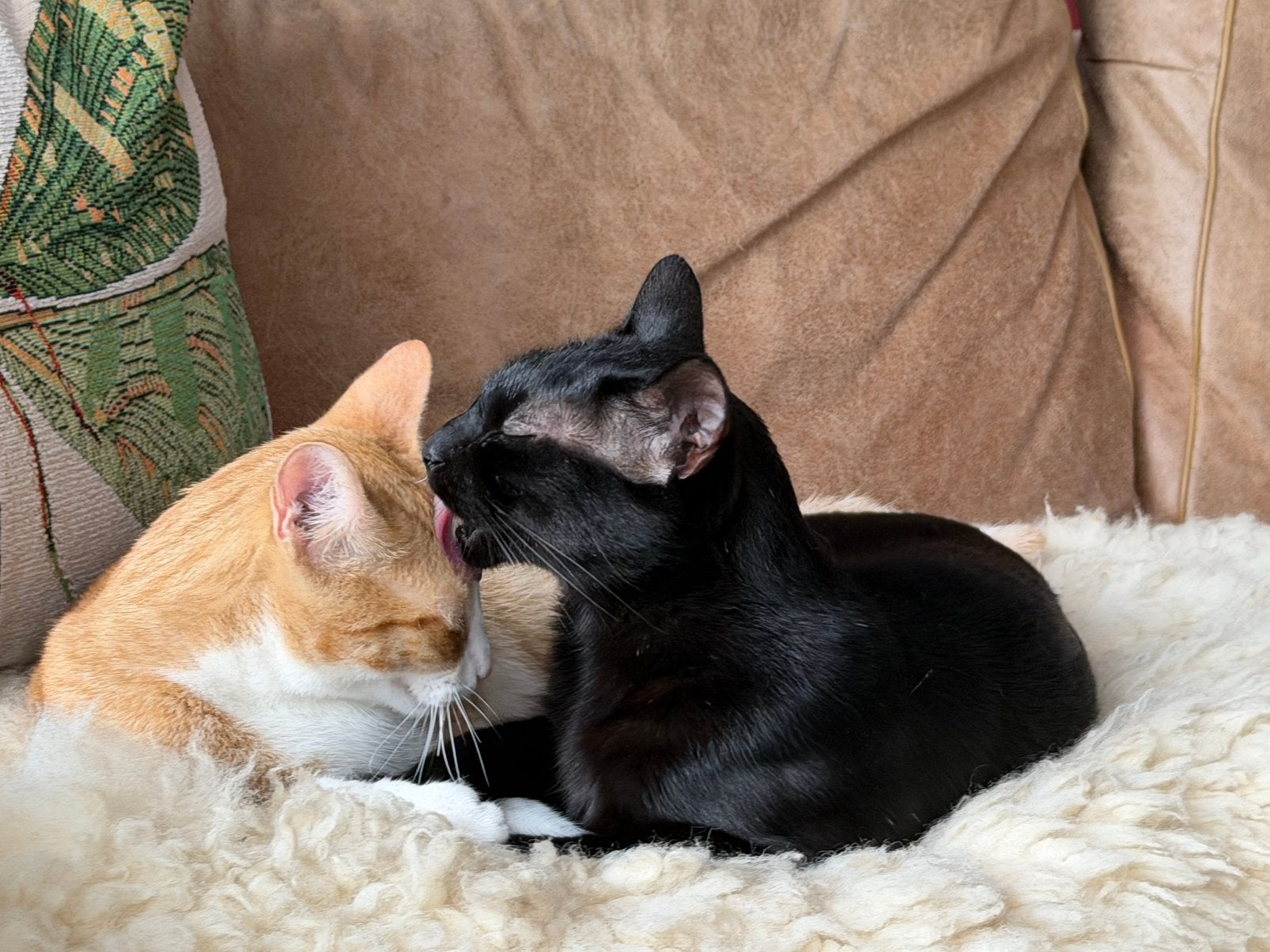 Knuffelkontjes zoeken samen nieuw thuis, Kater, Kortharig, 0 tot 2 jaar