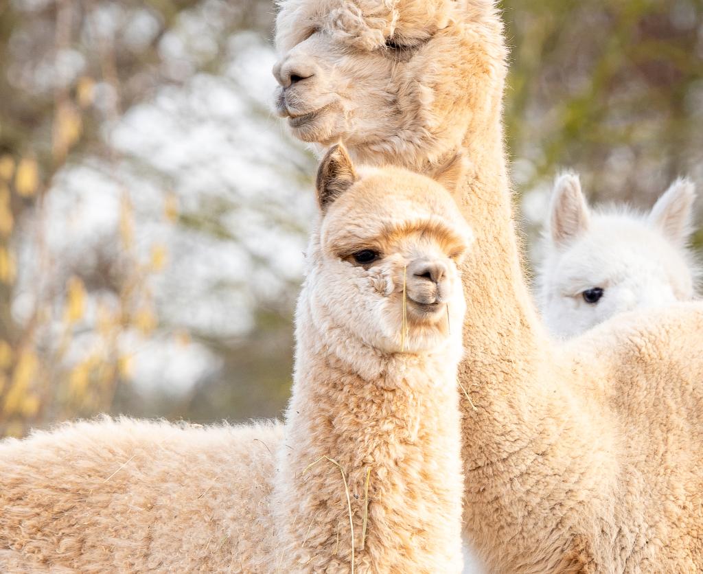 Alpaca merries, Juni, Vrouwelijk