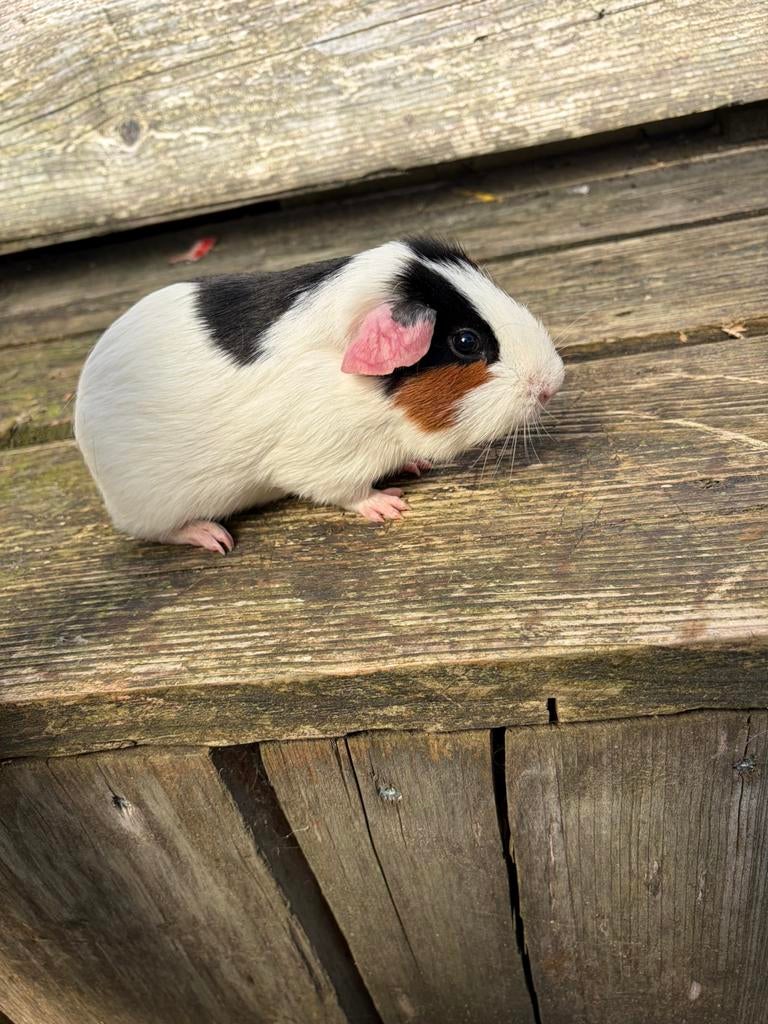 Berenkoppeltje, Dieren en Toebehoren, Knaagdieren, April, Mannelijk, Cavia