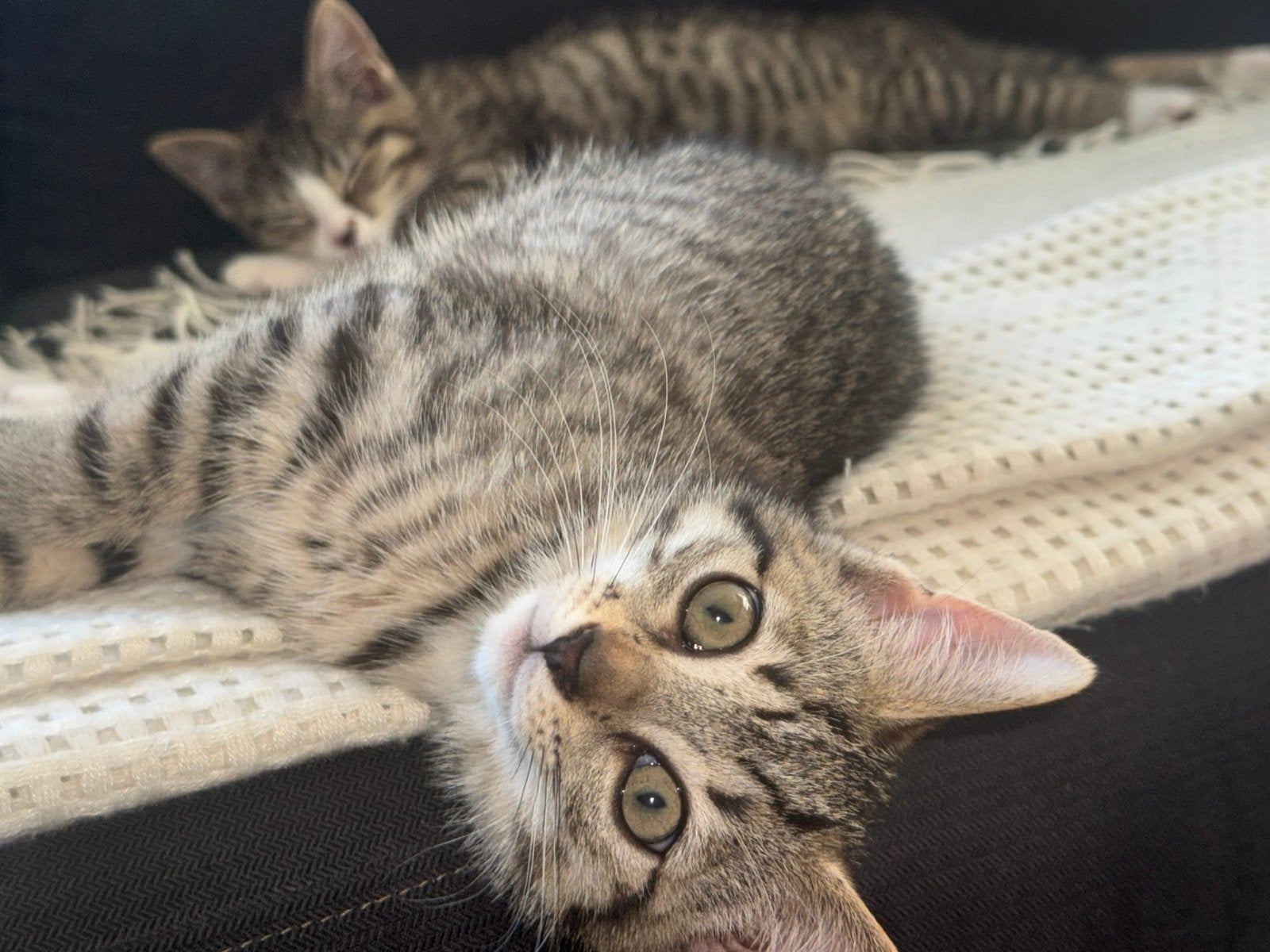 Aanhankelijke Poesjes / kittens mogen verhuizen, Dieren en Toebehoren, Katten en Kittens | Overige Katten, Meerdere dieren
