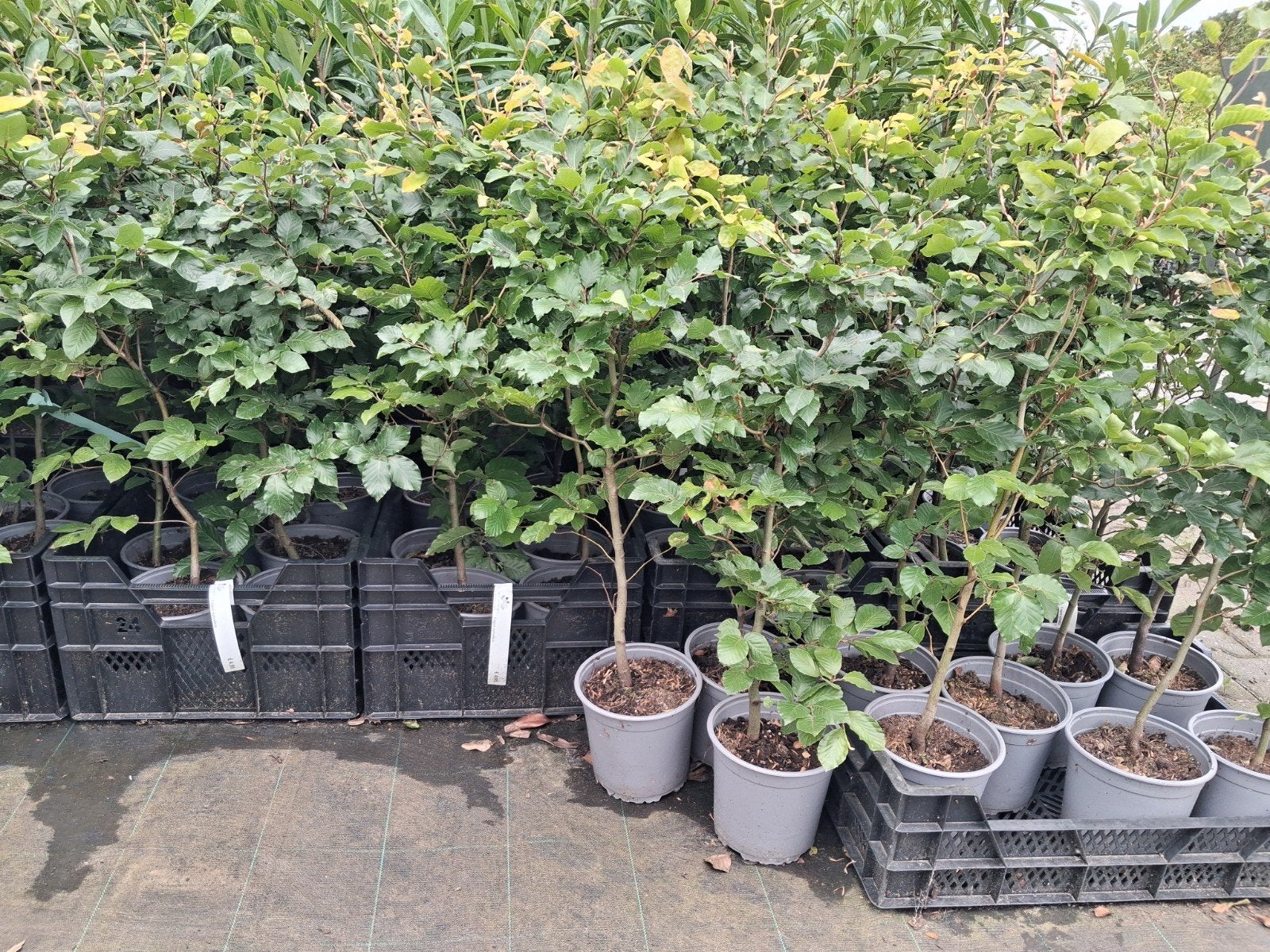 Fagus sylvatica - Bladhoudende Groene Beukenhaag Planten, Ophalen of Verzenden, Haagbeuk, Struik, Minder dan 100 cm