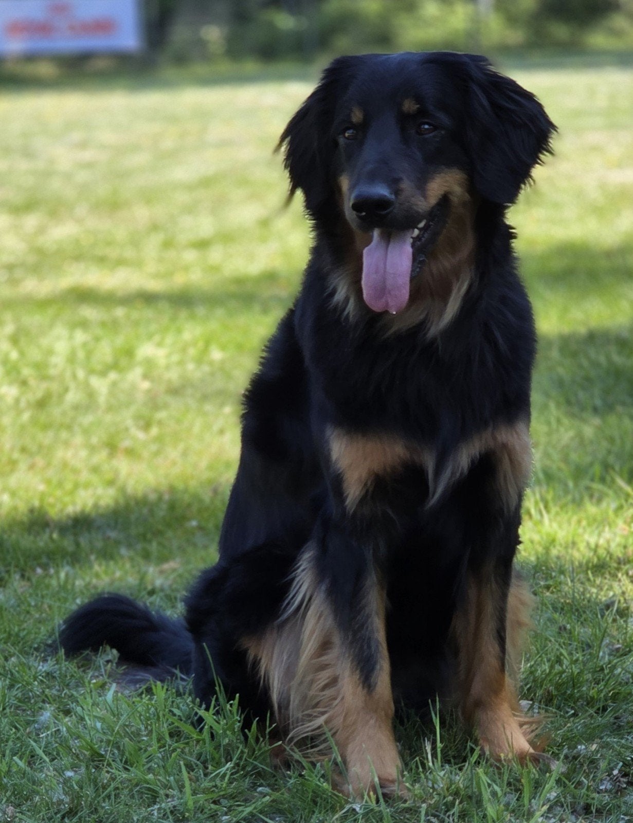 Hovawartpups, 8 tot 15 weken, Meerdere, Meerdere dieren, Nederland