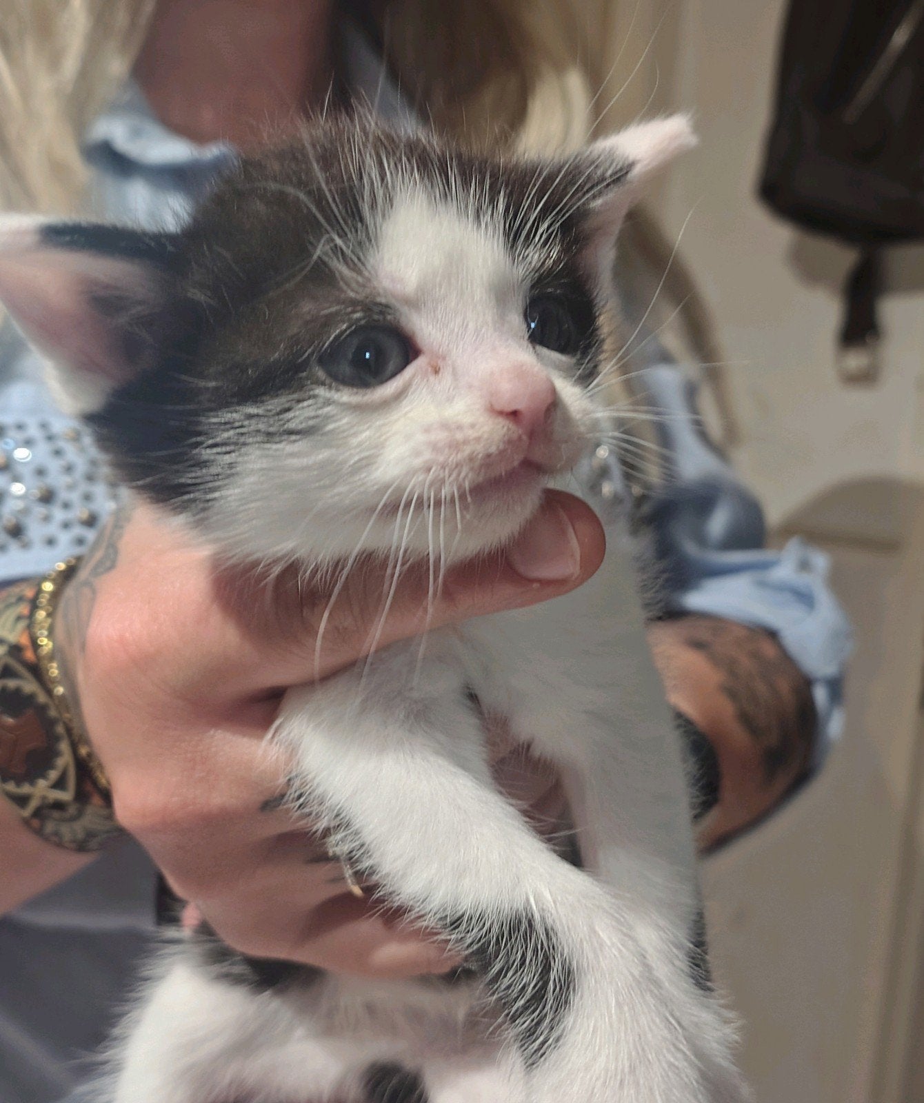 Kittens, Meerdere dieren