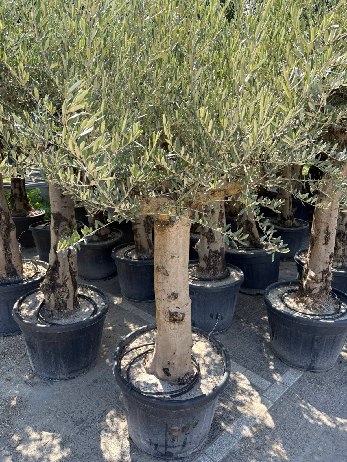 Diverse olijfbomen omtrek +- 55cm vanaf 375ex, Ophalen, Volle zon, Olijfboom, 100 tot 250 cm