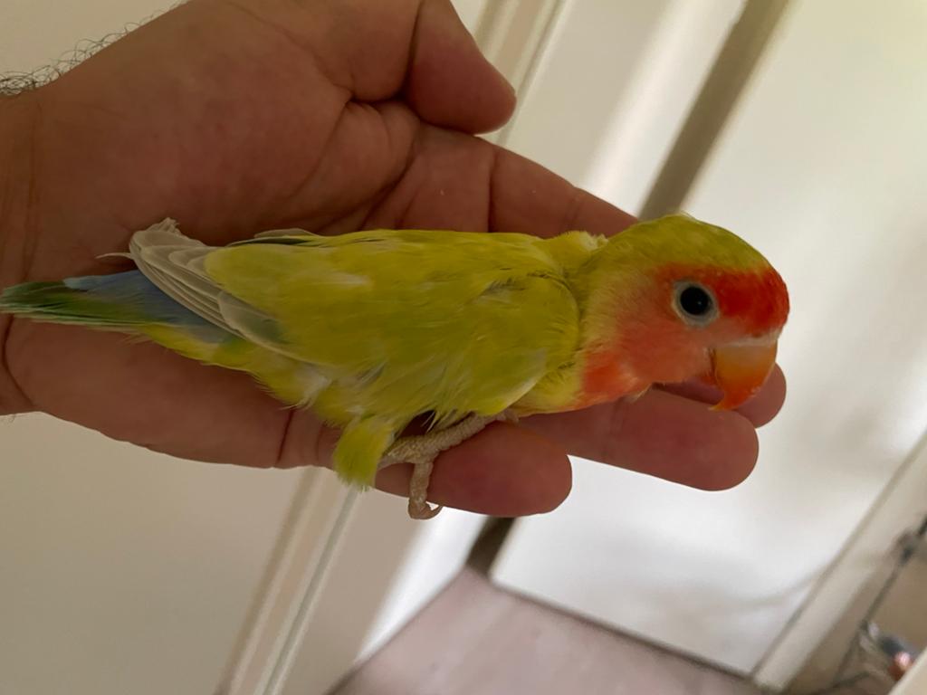 Prachtige Lieve Agapornis Dwergpapegaai (Lovebird) Handtam, Dieren en Toebehoren, Vogels | Parkieten en Papegaaien, Meerdere dieren