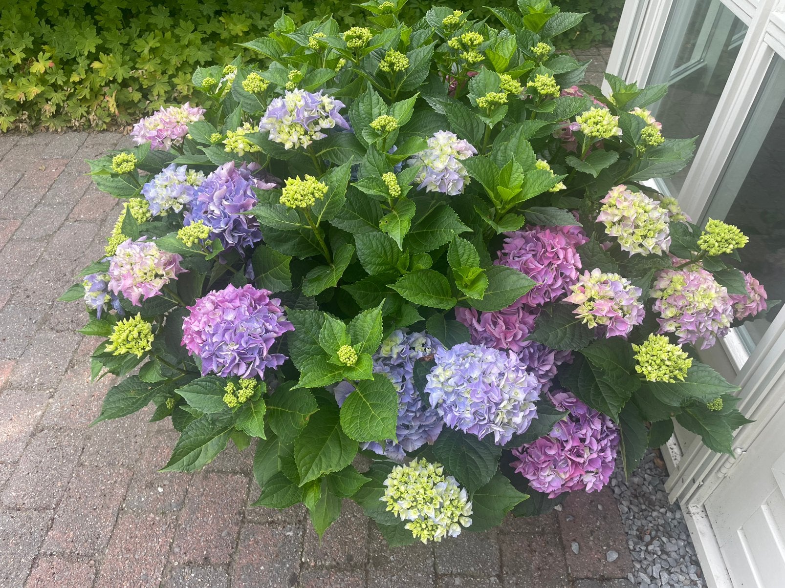 Hortensia’s, terrasversiering, Ophalen, Overige materialen, Overige typen, Nieuw