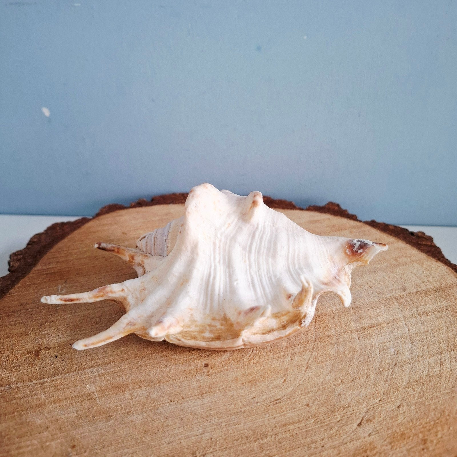 Prachtige zeeschelp 'Lambis Truncata' ofwel 'Spider Conch', Ophalen of Verzenden, Zo goed als nieuw, Natuurlijk product, Nvt