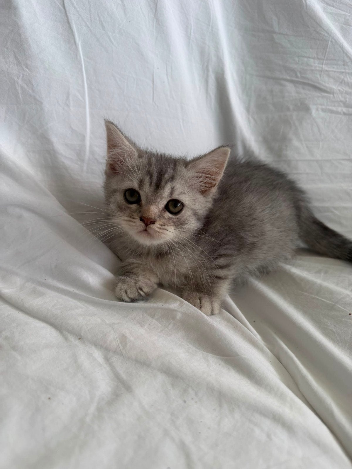 Rasechte Britse Korthaar "Teddybeer" Kittens!, Meerdere dieren, 0 tot 2 jaar