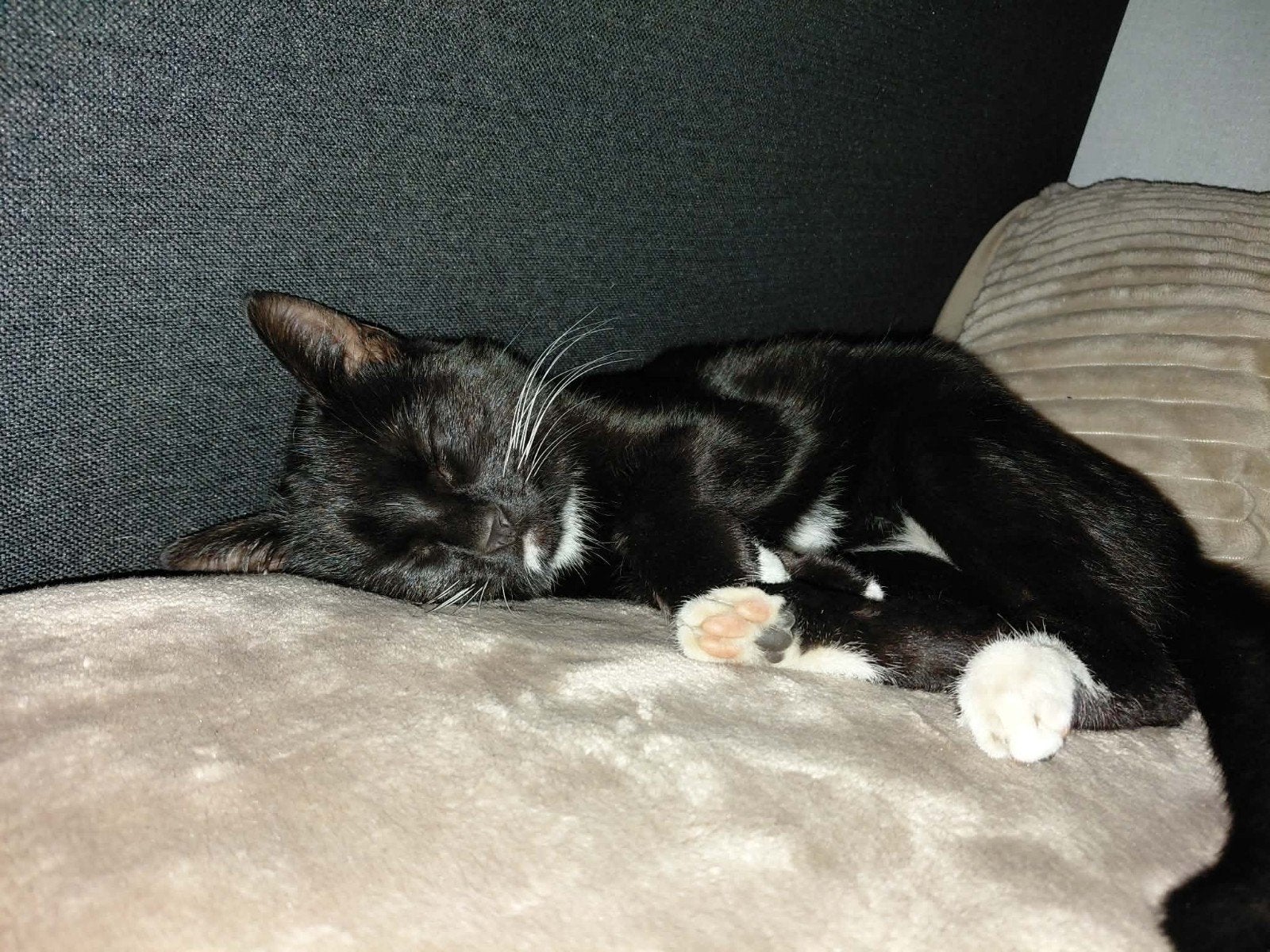 GRATIS zwart-witte poes (~1,5 jr), Dieren en Toebehoren, Kater, 0 tot 2 jaar