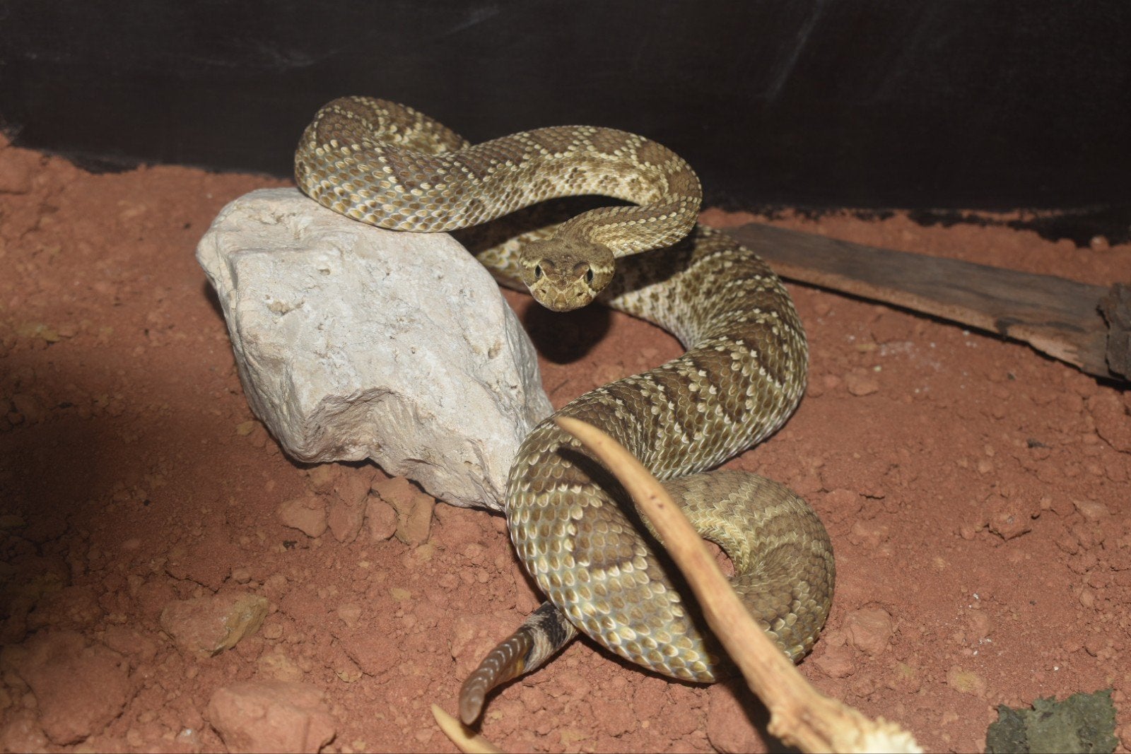crotalus scutulatus ( Mojave ratelslang ), Slang