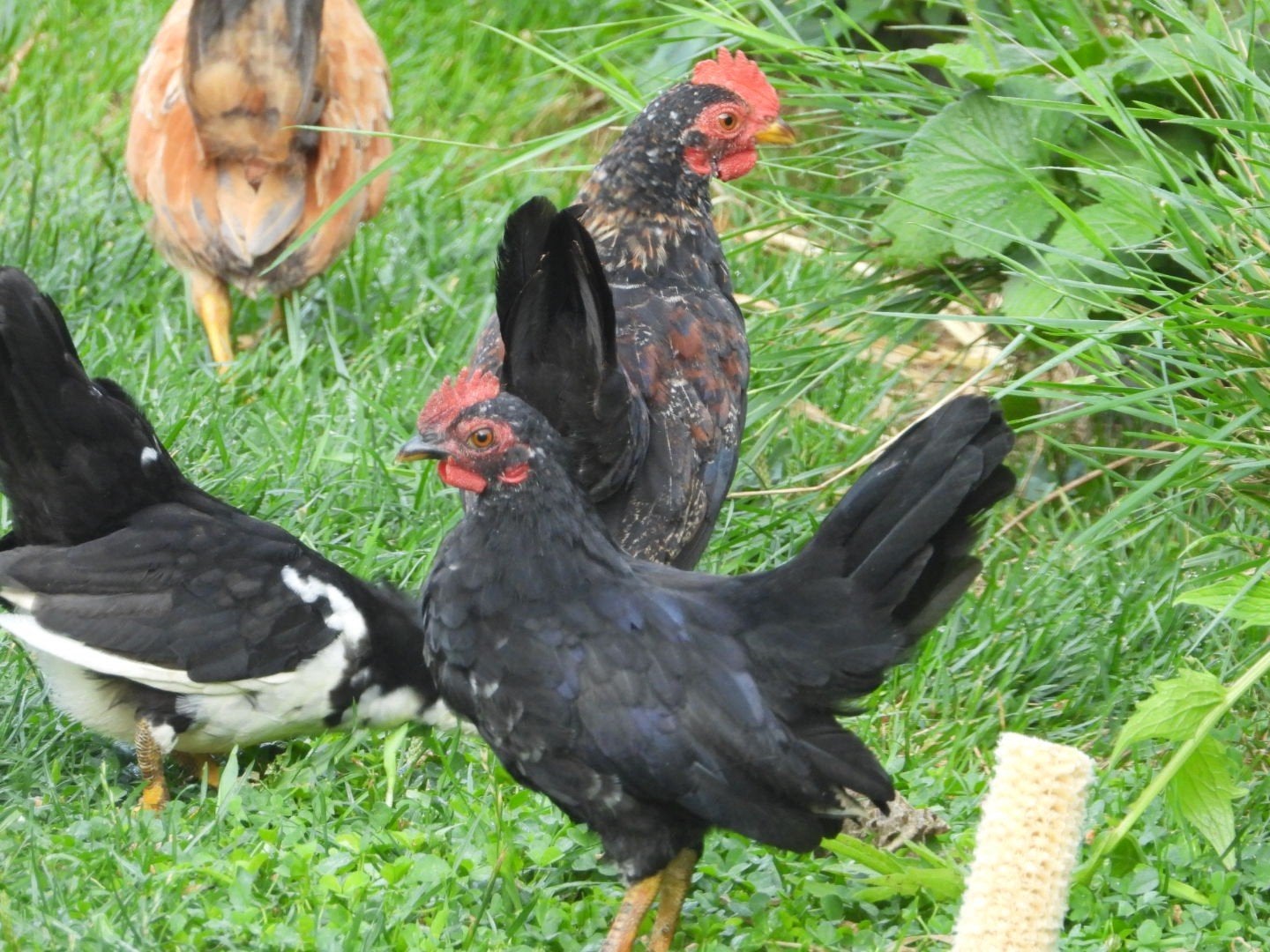 serama haantjes/ haan gratis af te halen, Dieren en Toebehoren, Mannelijk, Kip