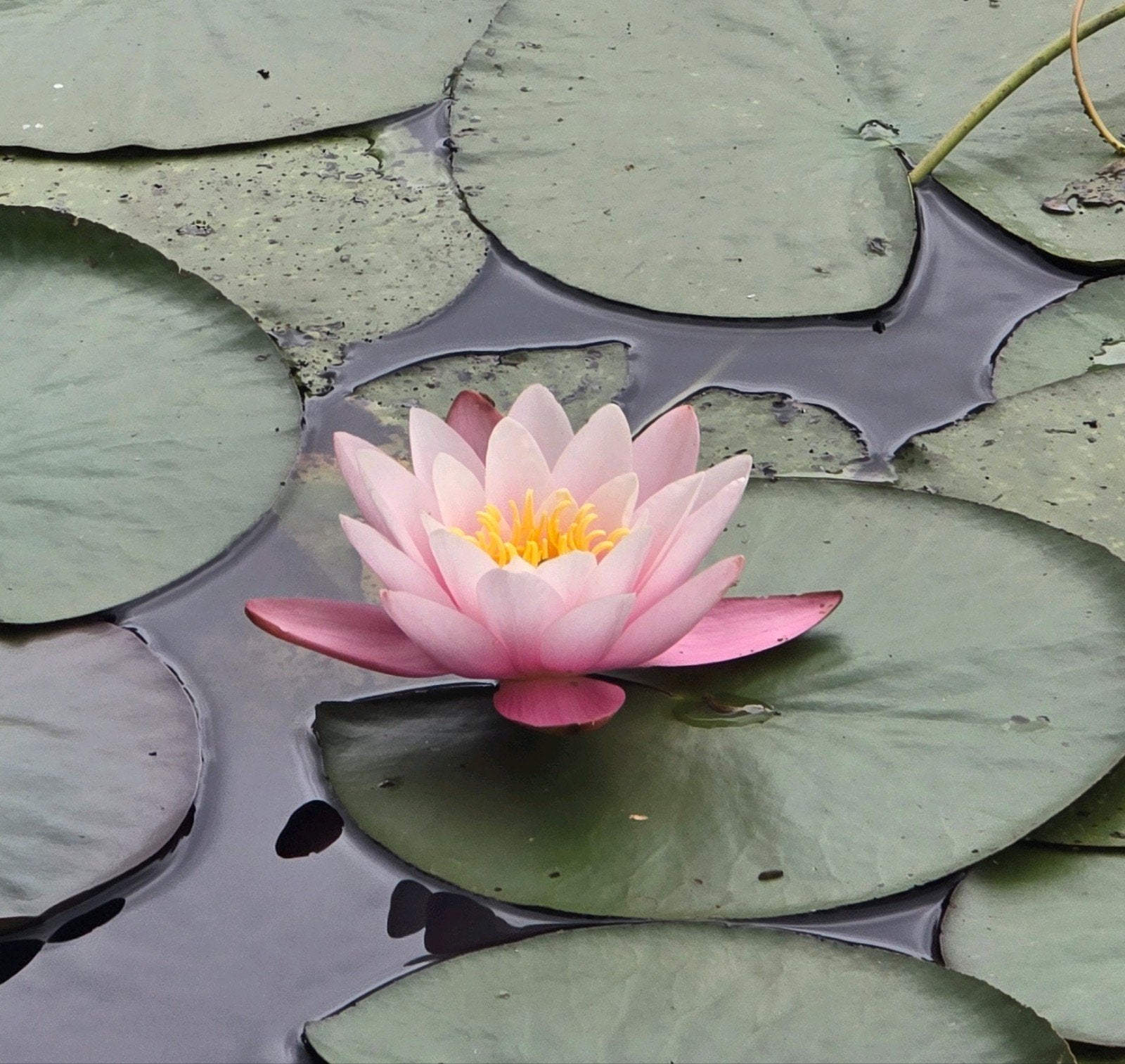 Wit/roze waterlelie meerder op voorraad, Ophalen, Nieuw