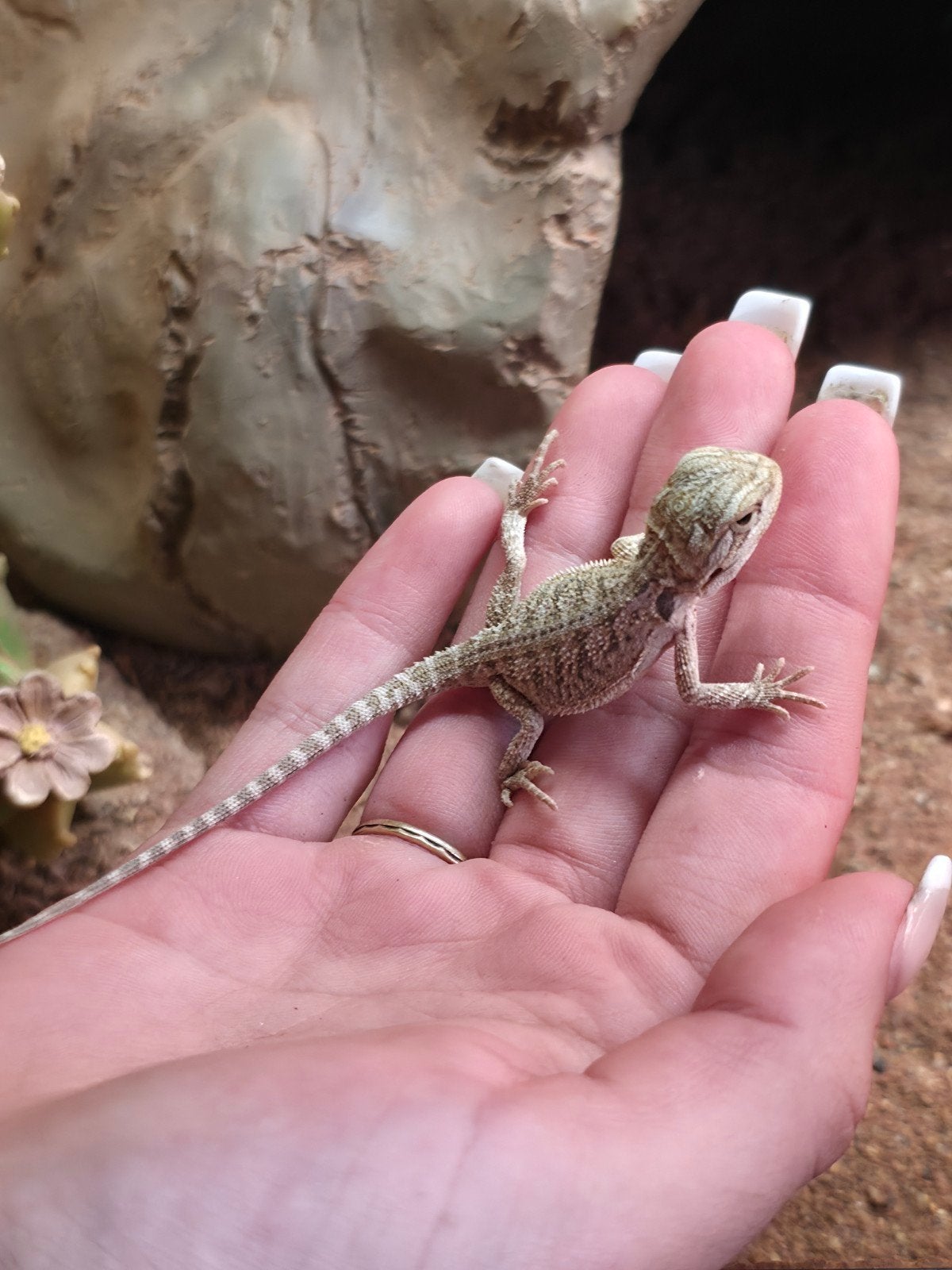 baardagaam jonkie.s te koop Bearded Dragon photo 7