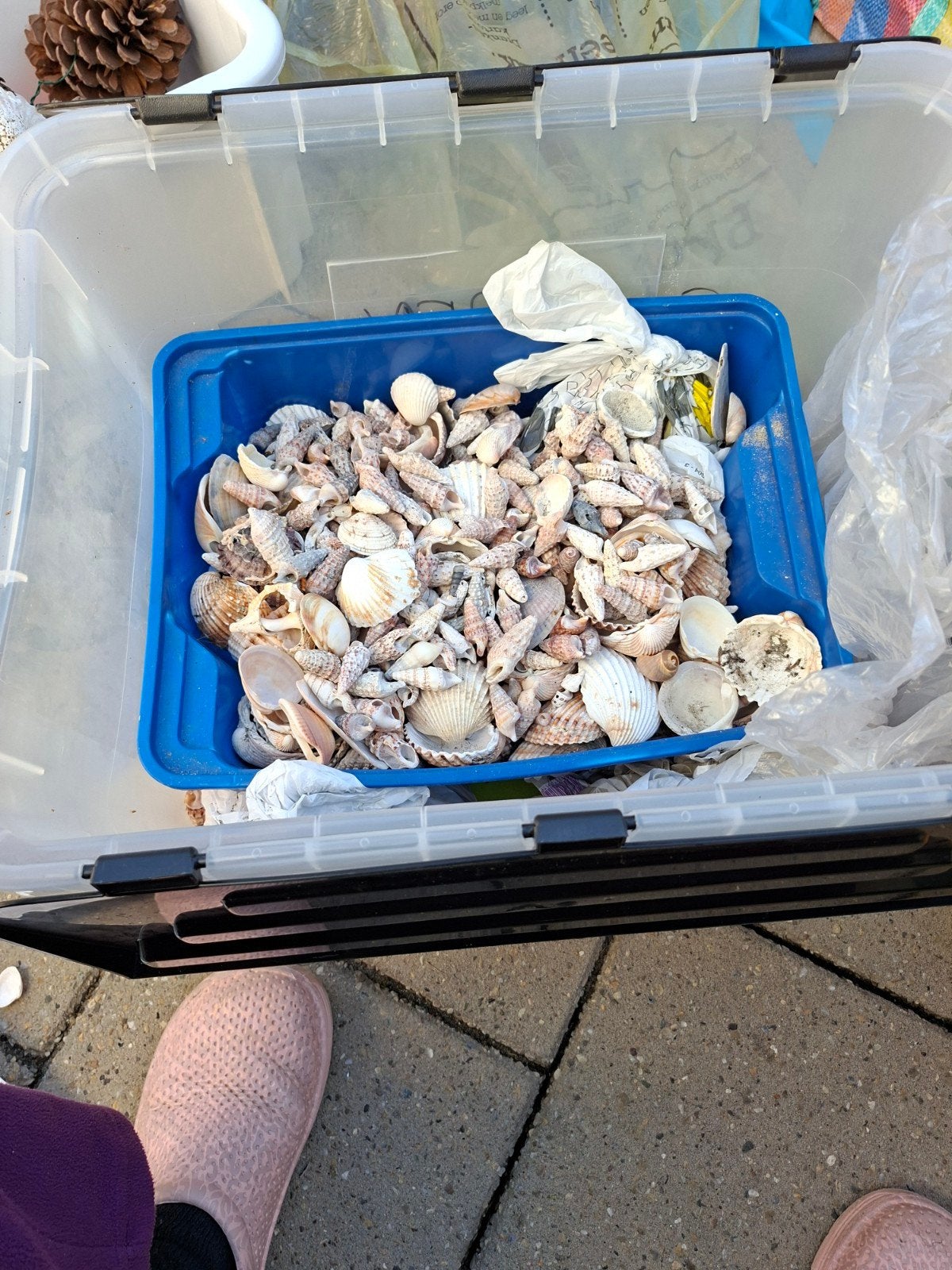 Grote verzameling schelpen en huisjes, Verzamelen, Ophalen