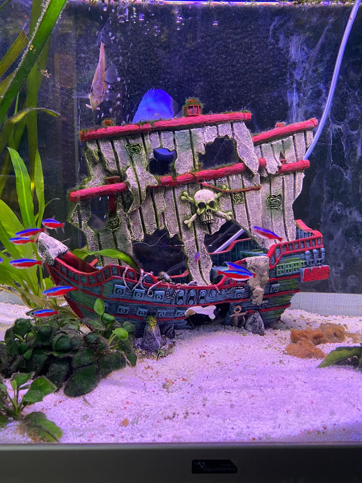 Aquarium decoratie schip, Overige typen, Zoetwatervis