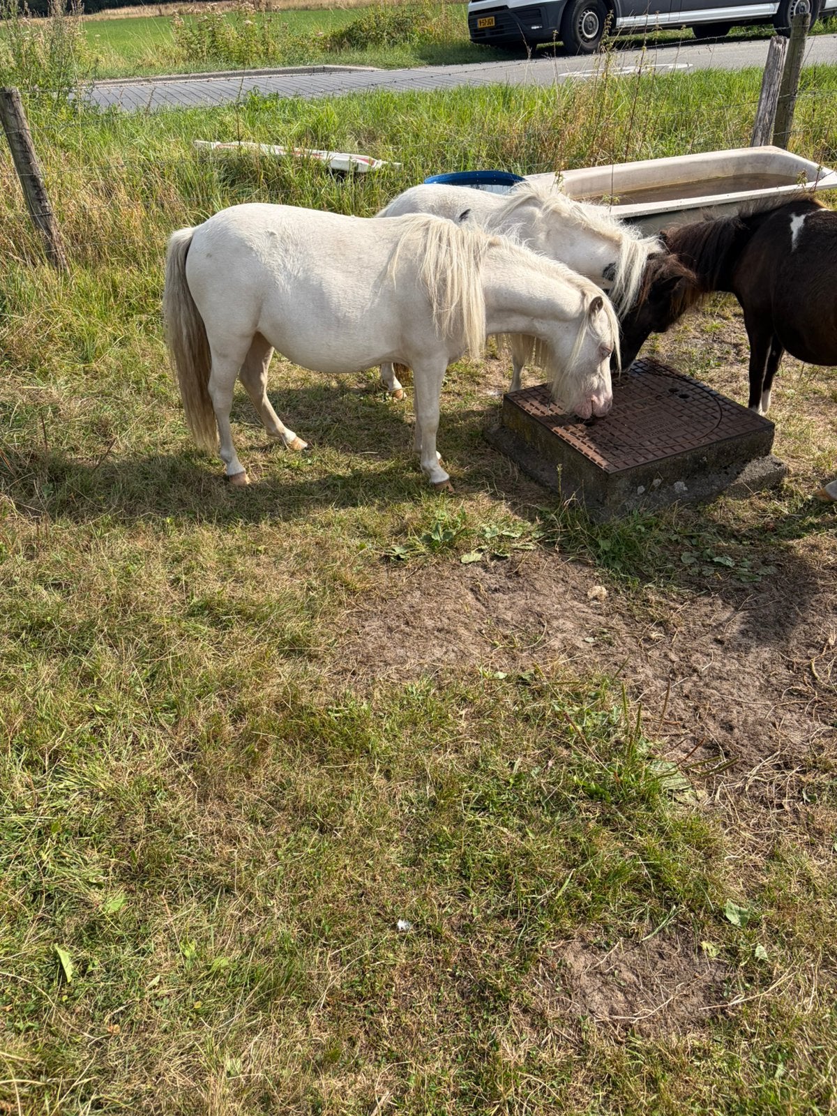 Tekoop mooie cremello merrie 2025, Dieren en Toebehoren