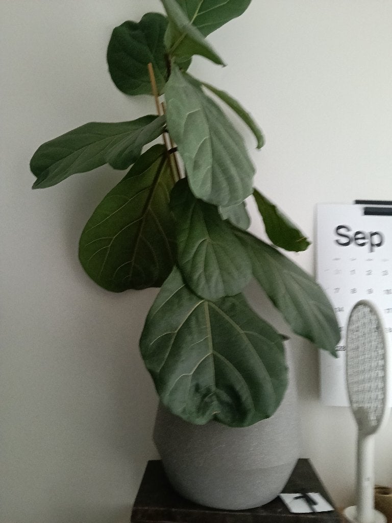 Planten  verschillende
