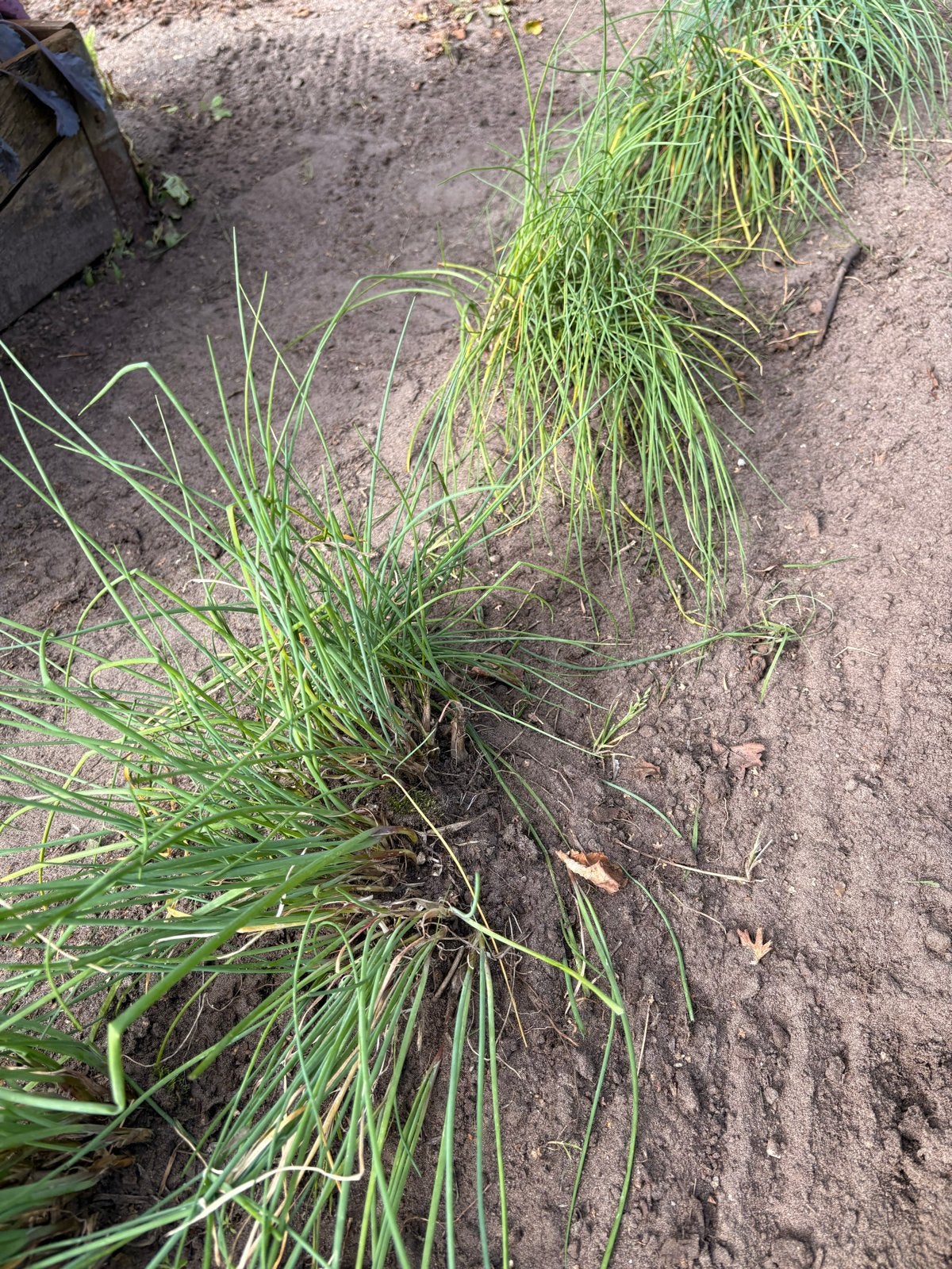 Verse Bieslook Pollen - 12 Stuks voor uw Kruidentuin, Volle zon, Vaste plant, Ophalen of Verzenden, Kruiden