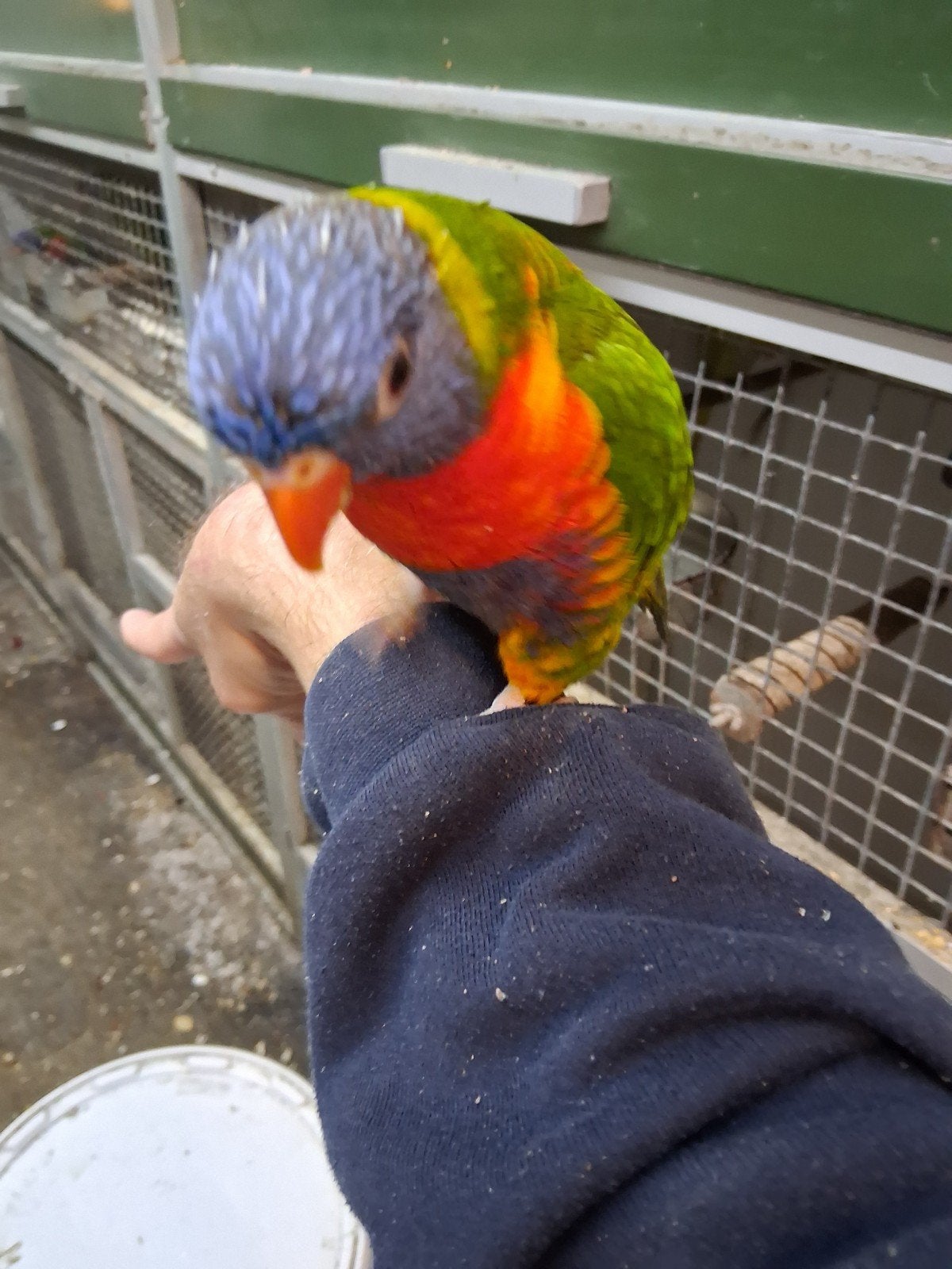 1 tame lori van de blauwe bergen, Mannelijk, Papegaai