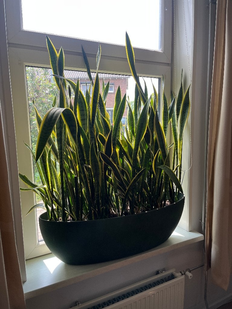 Sansevieria Vrouwentong in grote plantenbak, Ophalen, 100 tot 150 cm, Overige soorten, Halfschaduw