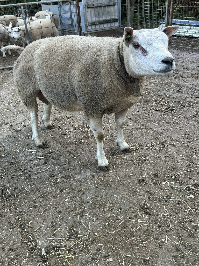 te koop: texelaar ram, Dieren en Toebehoren, Mannelijk, Schaap, 0 tot 2 jaar