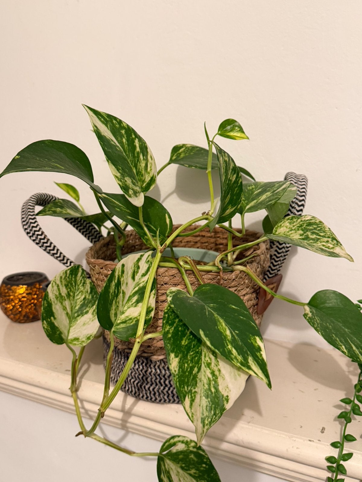 Kanerplant, Ophalen, Halfschaduw, Minder dan 100 cm