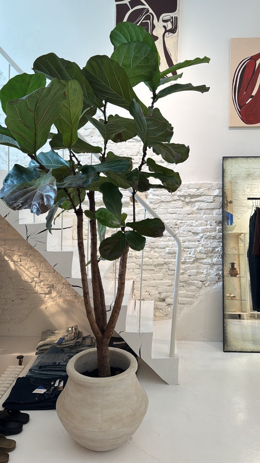 2 grote Ficus incl terracotta pot van tine K home, Huis en Inrichting, Ophalen, Ficus, Halfschaduw, Minder dan 100 cm