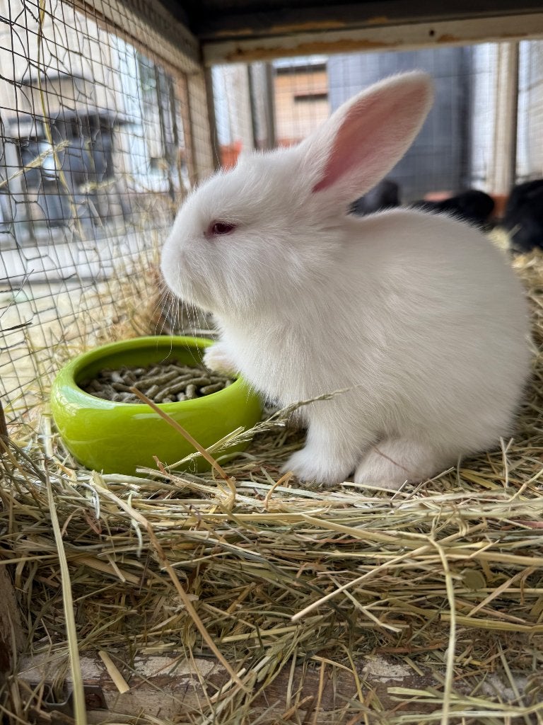 Duitse reuzen te koop, Dieren en Toebehoren, Konijnen, Groot, Meerdere dieren