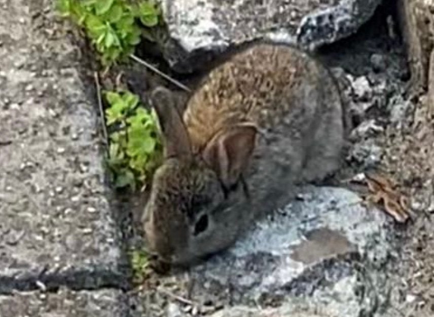 Konijnen, Dieren en Toebehoren, Vogels | Overige Vogels, Geslacht onbekend, Wildzangvogel