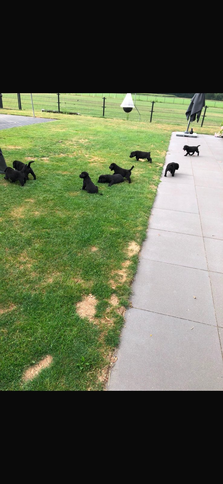Zwarte Labrador retrievers, 8 tot 15 weken, Labrador retriever, Parvo, Meerdere