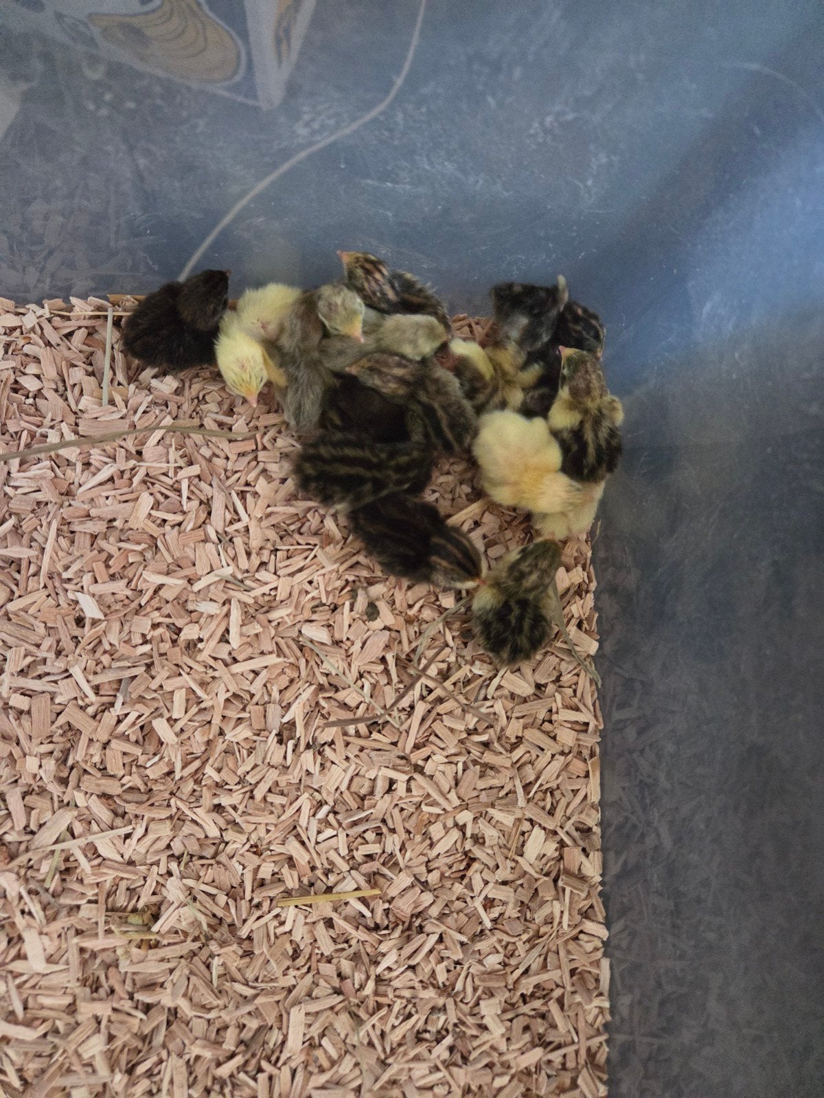 chinese Dwergkwartels, Dieren en Toebehoren, Meerdere dieren