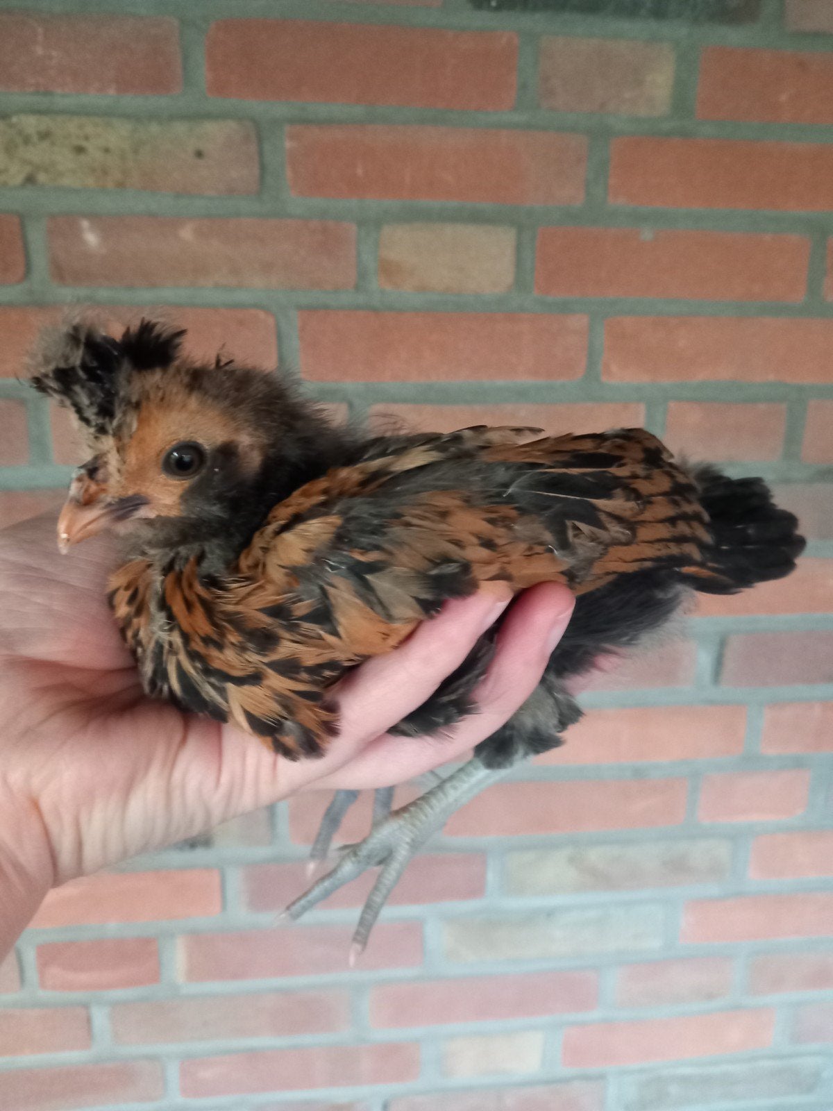 Brabanter haantje 5 weken oud, Dieren en Toebehoren, Mannelijk, Kip