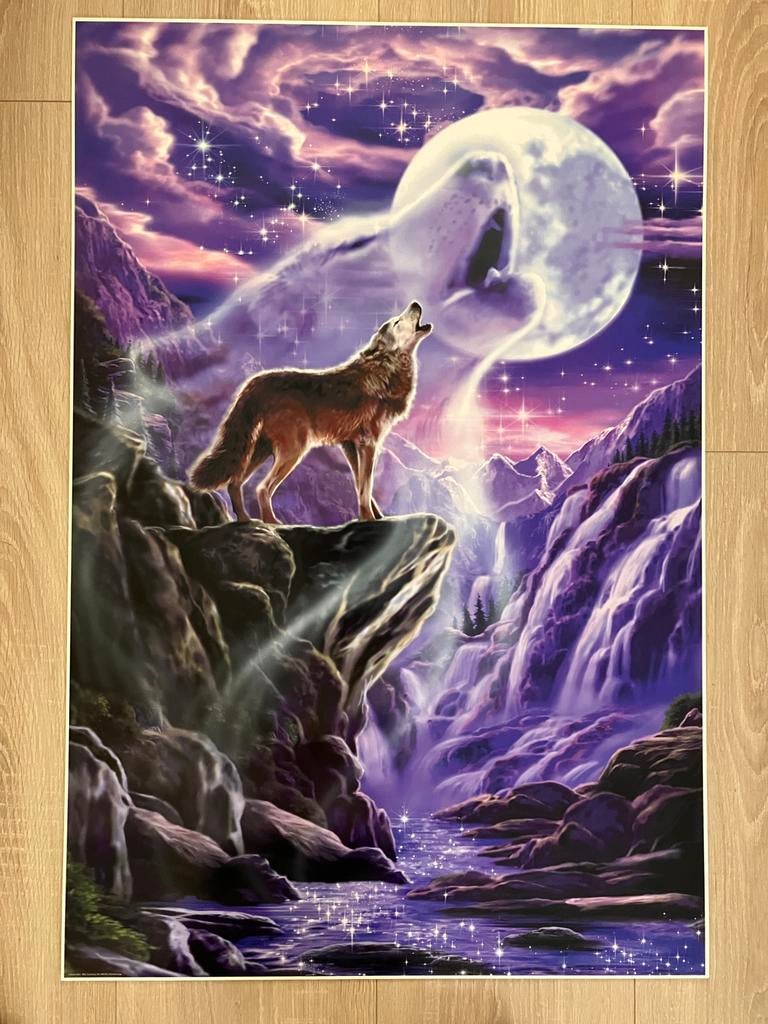 Foto's wolf en leeuw 60x90 cm (zonder lijst), Ophalen, Zo goed als nieuw, 50 tot 75 cm, Foto of Poster