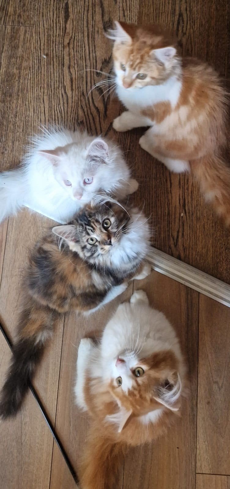 Tekoop geweldige 6 maine coon kittens 😍😹😻💙💞, Dieren en Toebehoren, Meerdere dieren, Ontwormd