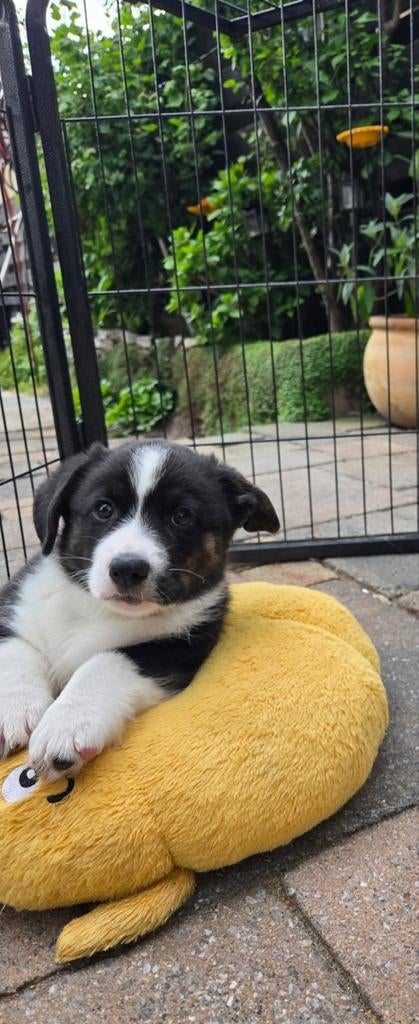 Nog 2 v/d 5 Welsh Cardigan Corgi pups Dame en Heer. 8 weken., Dieren en Toebehoren, Honden | Herdershonden en Veedrijvers, Parvo