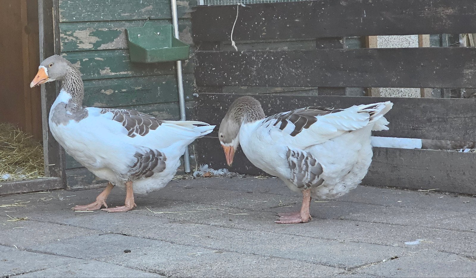 aangeboden 2 mooie ganzen vrouwtjes, Dieren en Toebehoren, Pluimvee, Vrouwelijk, Gans of Zwaan