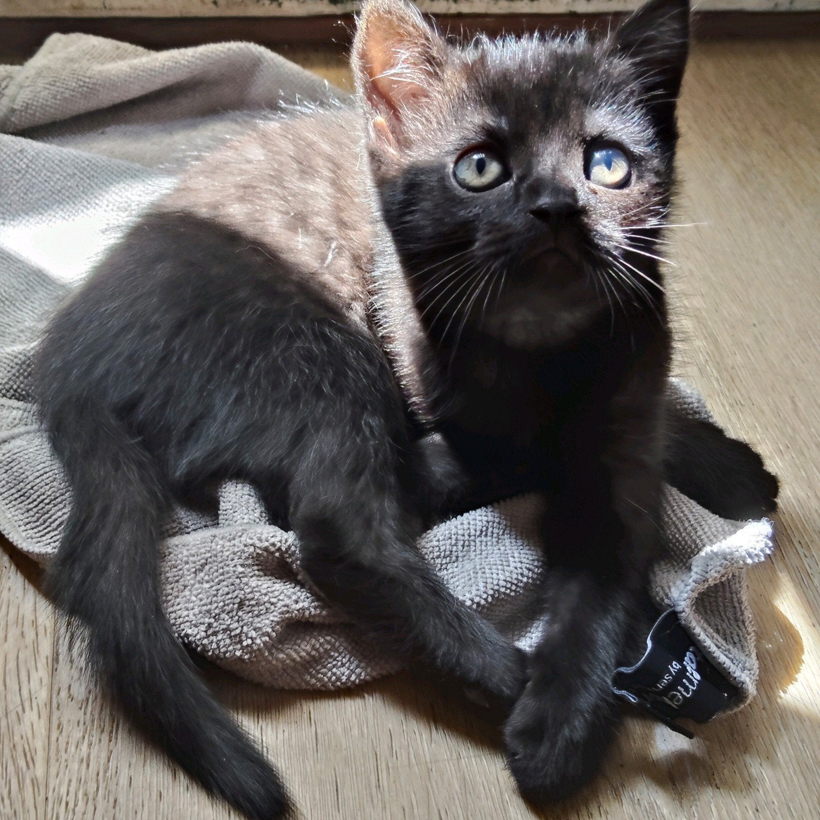 Twixy Britse korthaar kittens mogen bijna verhuizen, Dieren en Toebehoren, Katten en Kittens | Overige Katten, Meerdere dieren