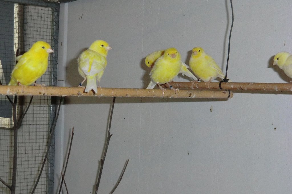 jonge gele kanaries, Dieren en Toebehoren, Meerdere dieren, Kleurkanarie