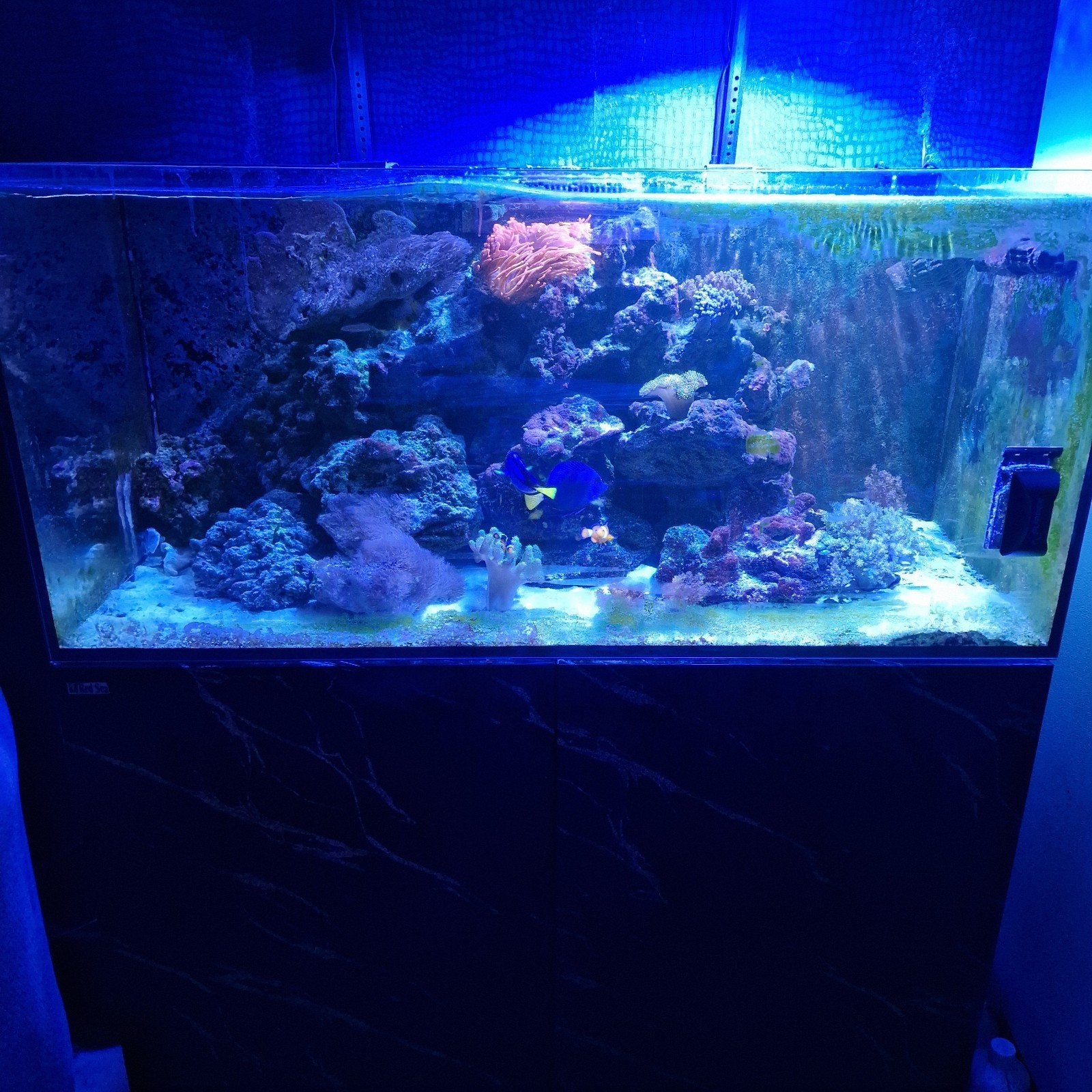 zeeaquarium red see 300 liter, Dieren en Toebehoren, Ophalen, Inclusief controller, Gevuld zeewateraquarium, Red Sea