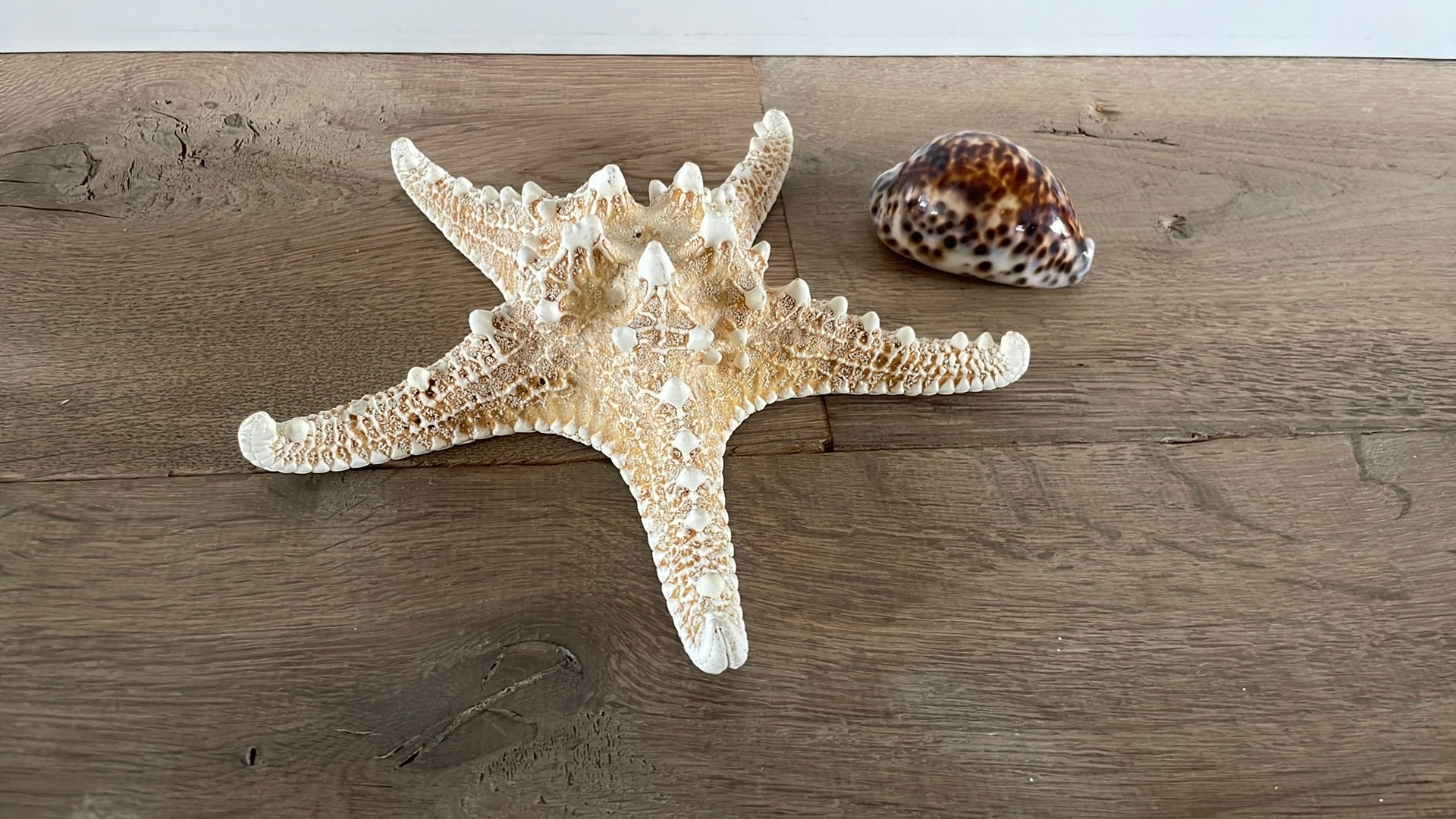 Een zeester en een Tijgerkauri schelp, Beige, Mediterraans, Ophalen of Verzenden, Zo goed als nieuw