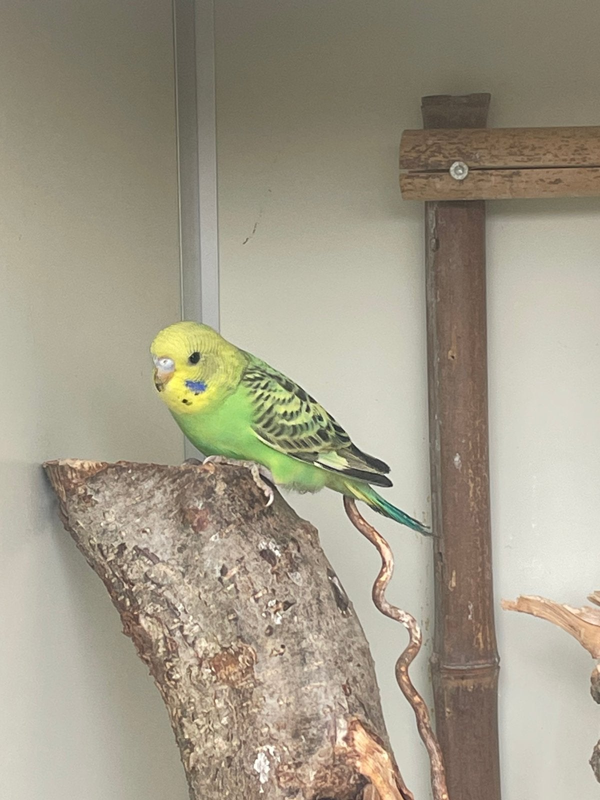 Leuke jonge grasparkiet, Dieren en Toebehoren, Vogels | Parkieten en Papegaaien, Geslacht onbekend, Parkiet, Tam