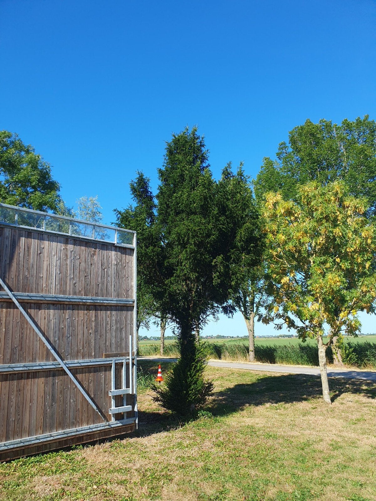 taxus boom haardhout, Ophalen, Overige typen, 5 meter of hoger