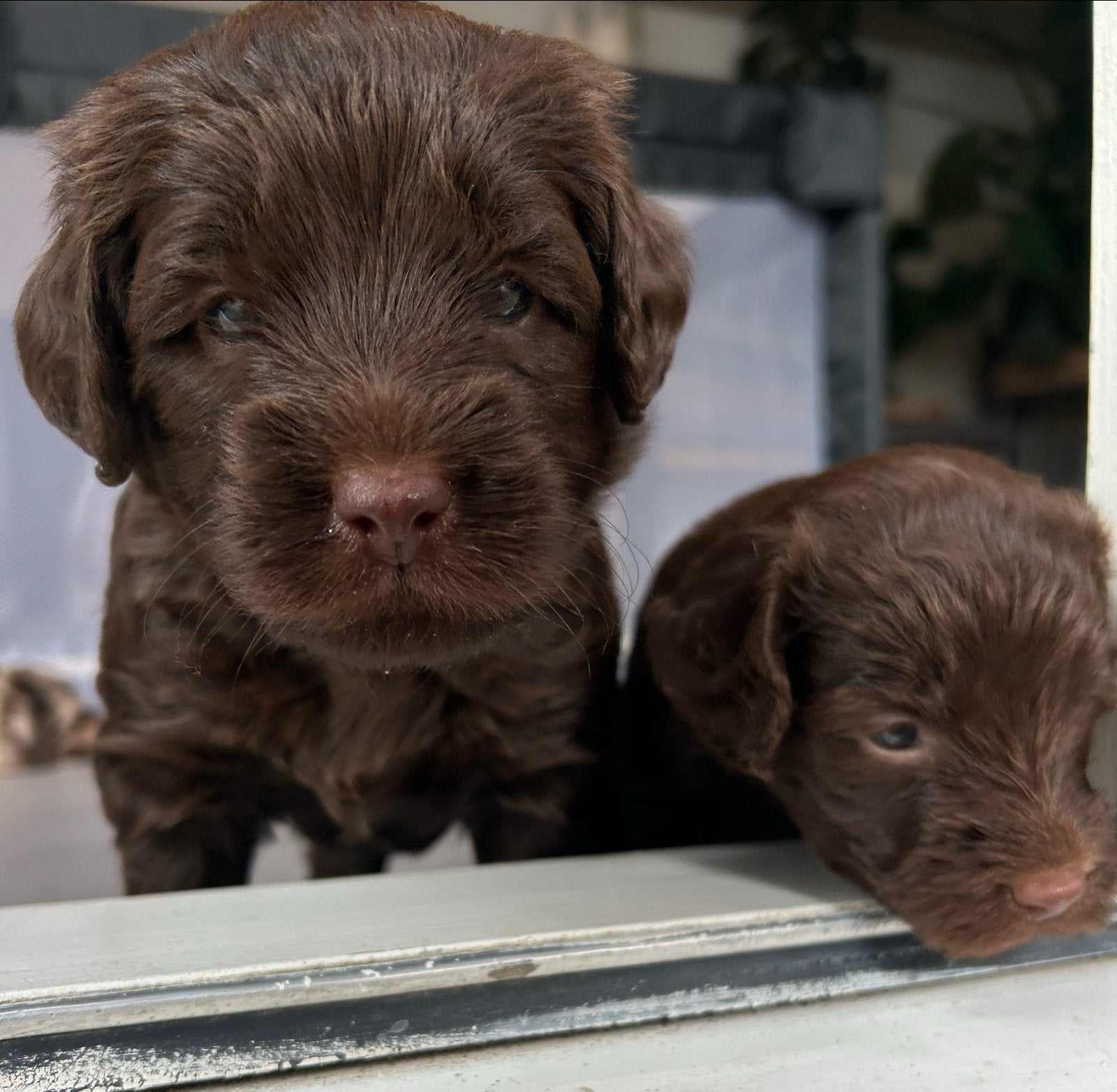 Medium choco/bruine labradoodles pup, Parvo, Overige rassen, 8 tot 15 weken, Meerdere