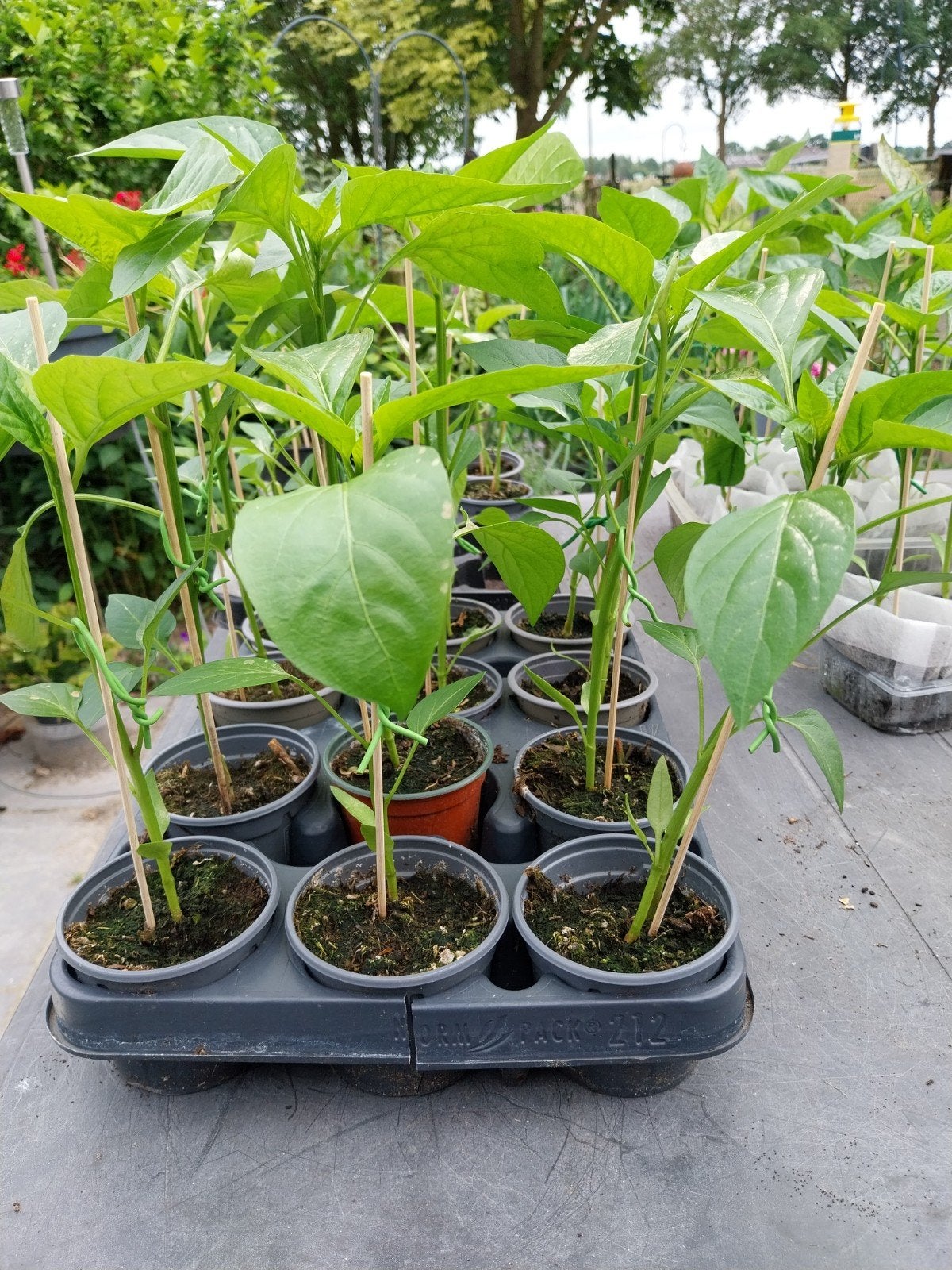 Paprika planten, Tuin en Terras, Ophalen, Eenjarig, Groenteplanten, Volle zon